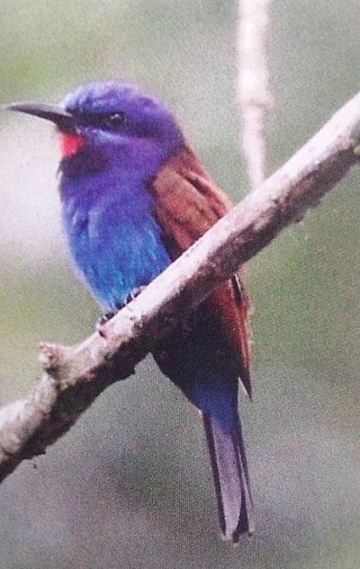 Ankasa conservation reserve