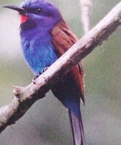 Ankasa conservation reserve