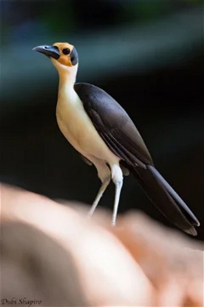 Yellow headed picathartes