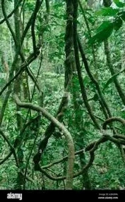 Ankasa virgin forest
