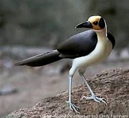 Strange African bird