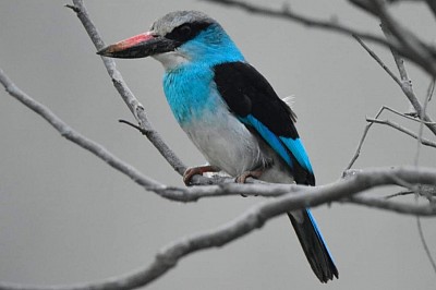 Bobiri forest Sanctuary
